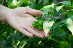 <br>Learning from the Garden